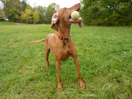 The Hungarian vizsla a tennis ballの写真素材
