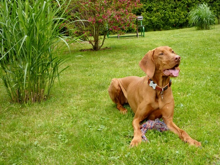hungarian vizslaの写真素材