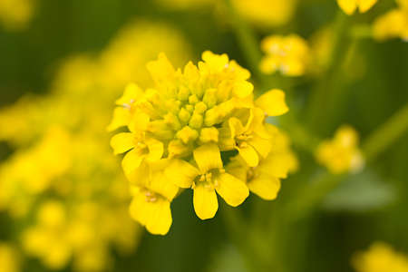 yellow flowersの写真素材
