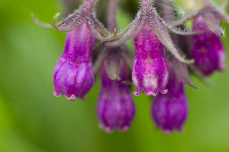 bells flowerの写真素材