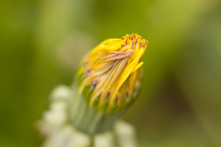 dandelionの写真素材