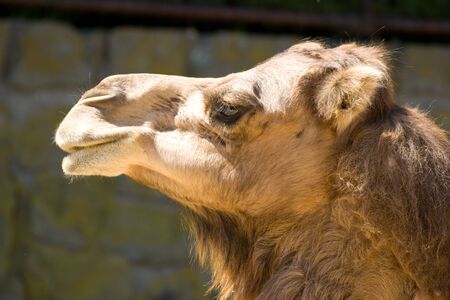 camel profileの写真素材