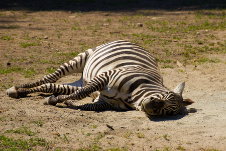 zebra basking in the sunの写真素材