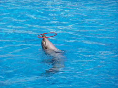 dolphin