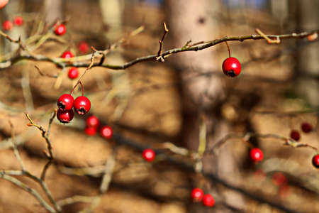 Bright red rose hips in brown autumn tonesの写真素材