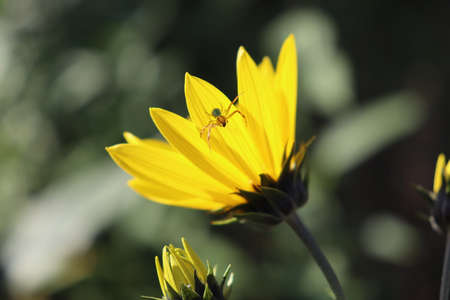 A yellow spider with a beautiful green mask on its butt eating a fly on a yellow flowerの写真素材