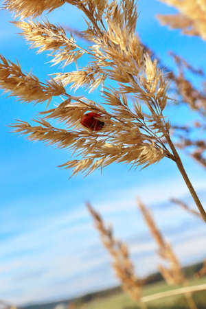 Ladybug hidden in golden corn with blue sky in the backgroundの写真素材