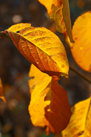 Autumn orange leaf fluttering in the windの写真素材