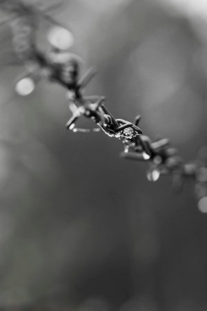 barbed wire