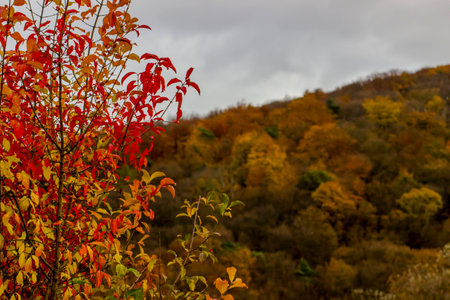 autumnの写真素材