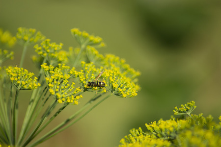 Wasp on dillの写真素材