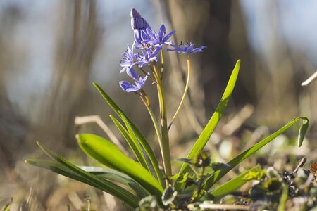 Scilla Bifolia. Blue snowdrops in the forest.の写真素材