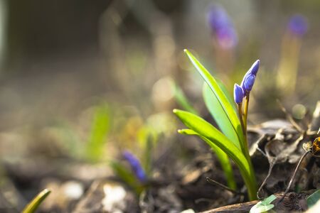 Buds of the first spring flower. Blue Snowdrops in the Forest.の写真素材
