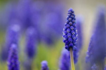 Muscari flower. Muscari armeniacum. Grape Hyacinths. Spring flowers. Beautiful spring flower muscari close-up in the garden.の写真素材