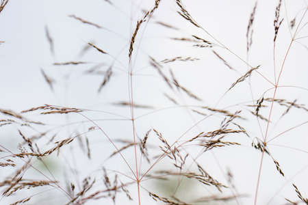 Background of meadow grass on white sky. Reeds of grass.の写真素材