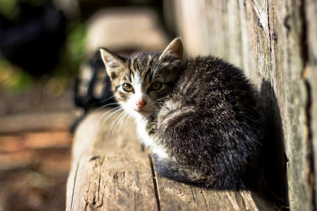 A little cat is laying on a wooden beam. A little striped kitten.の写真素材