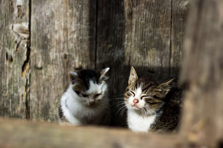 A little cat is daydreaming with eyes half closed with second cat in background with wooden surroundings.の写真素材