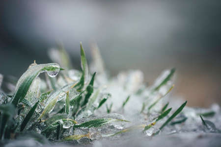 Frosty winter garden macro. Frozen grass on the meadow with copy space.の写真素材
