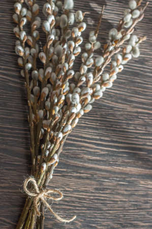 Willow catkins on wooden background with free copy space. Salix caprea, goat willow, also known as...