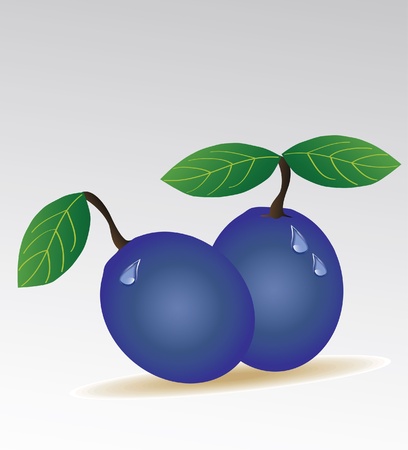 plum isolatedのイラスト素材