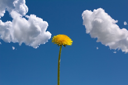 yellow dandelion with blue sky and cloudsの写真素材