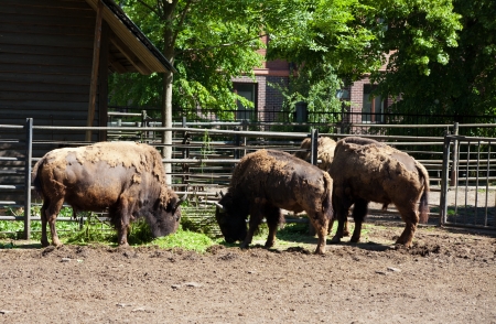 three bizones in city zoo on sunny summer dayの写真素材