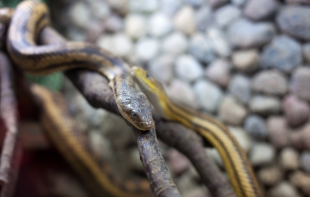 two snakes on the branch