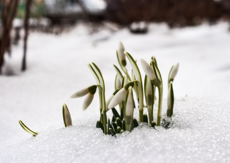 first snowdrops in february outdoor on cold winter dayの写真素材