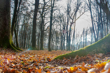 tree covered with green moss in autumn forest on sunny dayの写真素材