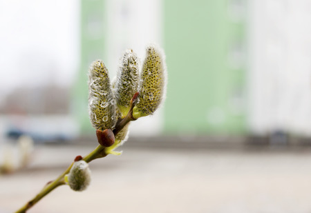 willow branch with three burgeons against the white building