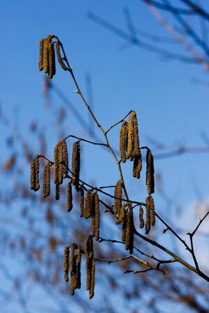 birch buds on spring day outside closeupの写真素材