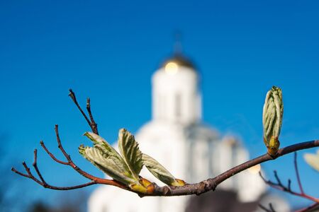 bloom buds on a tree branch on the blue sky backgroundの写真素材