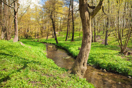 flowing stream in city park on sunny summer dayの写真素材