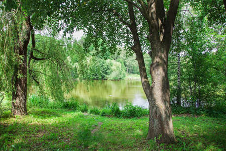 landscape with lake of the woods on summer dayの写真素材