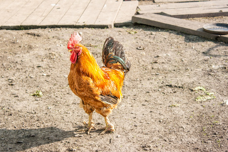bright colored cock standing in the yard on summerの写真素材