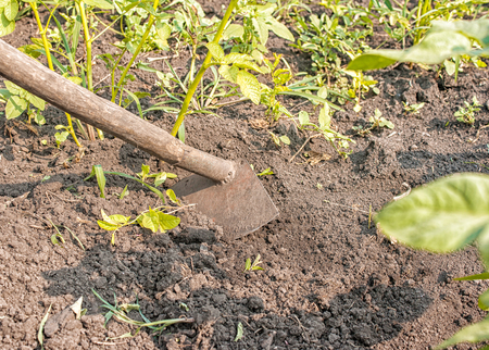 woman weeding hoe potatoes on sunny summer day closeup