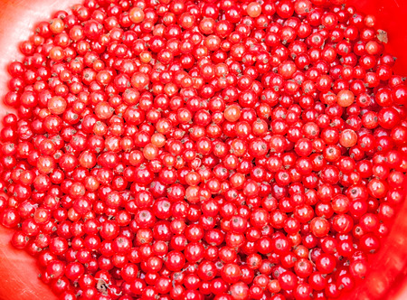 red currant berries on the plate closeup