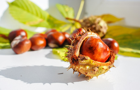 some chestnuts on a table closeup ob sunny dayの写真素材
