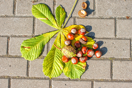some chestnuts on the pavement outdoor on sunny day closeupの写真素材