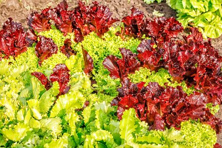 green and red lettuce growing in the garden on summer closeupの写真素材
