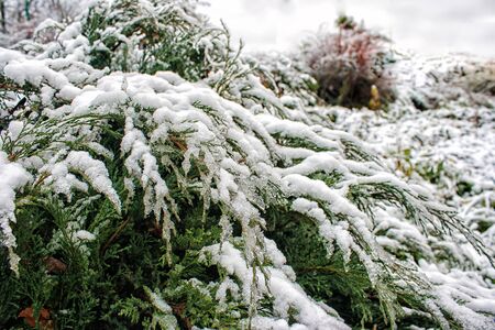 juniper branches covered with snow on winter day closeup