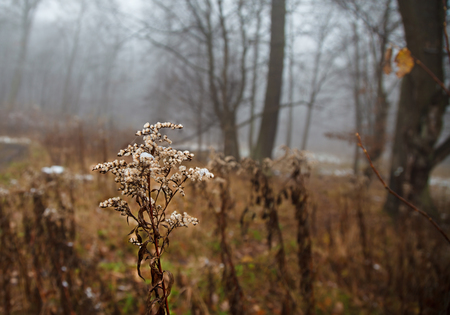 yellow blade of grass covered in snow on a foggy day in late autumnの写真素材