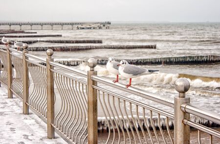 two seagulls sitting on a fence on the waterfront on cold winter dayの写真素材
