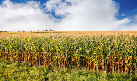 corn field on bright sunny cloudy summer dayの写真素材