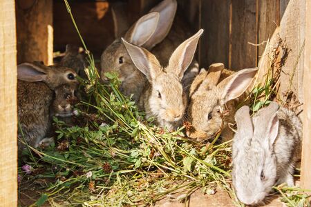 young rabbits in a cage on private farm in russian villageの写真素材