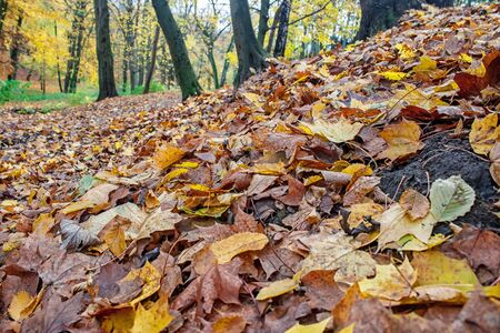 fallen leaves in the forest on gloomy autumn day closeupの写真素材