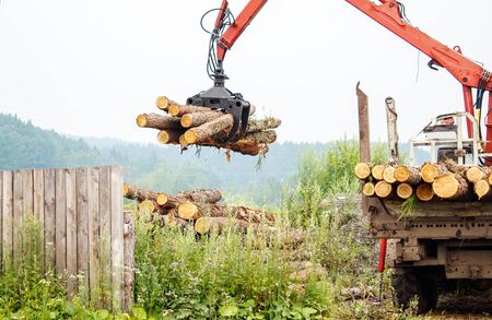 pine logs ready for transportation in logging in russian siberia outdoor on summer dayの写真素材
