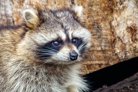 raccoon face in the forest on autumn day outdoor closeupの写真素材