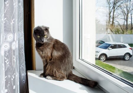 beautiful gray scottish cat sits on a windowsill indoor on sunny dayの写真素材