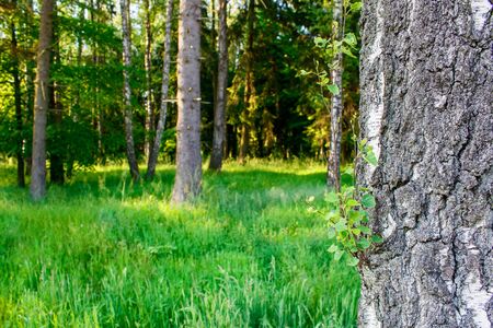 bright sunny summer morning in the forestの写真素材